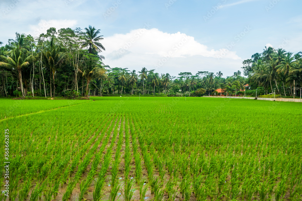 Landscape view of green paddy field with sky and coconut trees