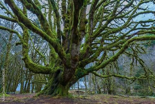 Moss covered tree in the forest