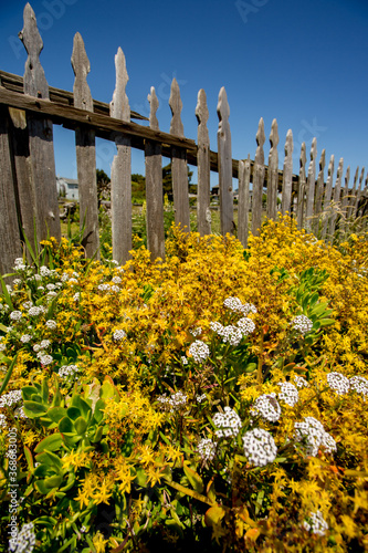 A flower garden along side a vintage, unpainted fence in Mendocino, CA