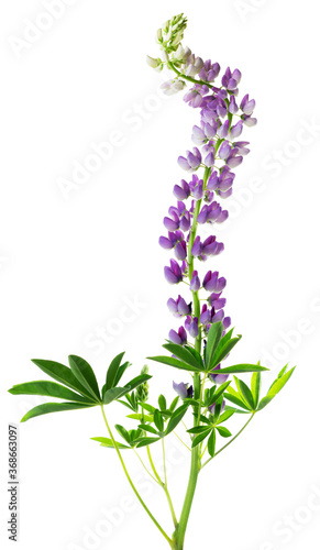 Purple lupine (Lupinus) isolated on white. Tall, curved inflorescence with delicate flowers © Elena Abduramanova