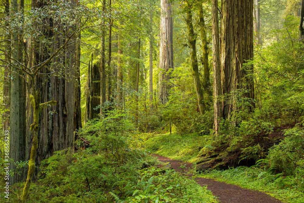 A trail threough a redwood forest near Mendocino, CA A trail threough a redwood forest near Mendocino, CA