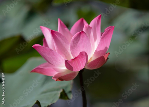 Bright pink lotus flower with green nature background