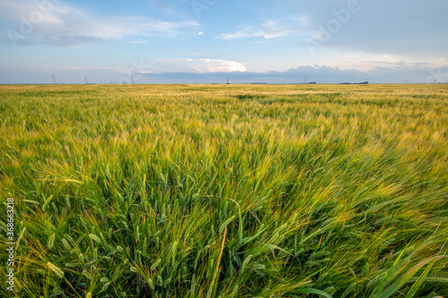 View of a ripening barley filed in Alberta in the dusk. 