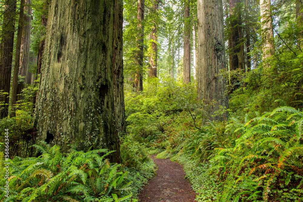 Obraz premium A trail threough a redwood forest near Mendocino, CA