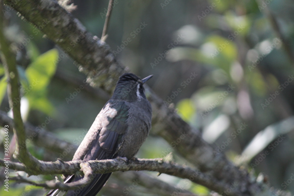 Colibrí en el bosque (hummingbird in the forest) Colibrí en el bosque (hummingbird in the forest)