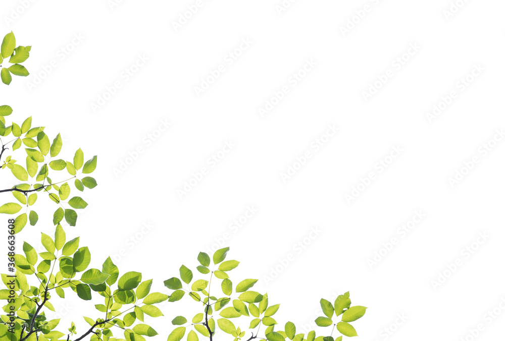 Green leaves and branch isolated on white background Green leaves and branch isolated on white background