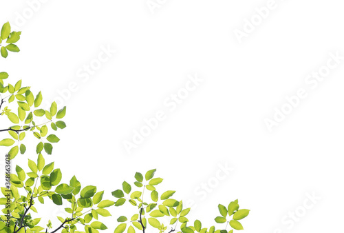 Green leaves and branch isolated on white background