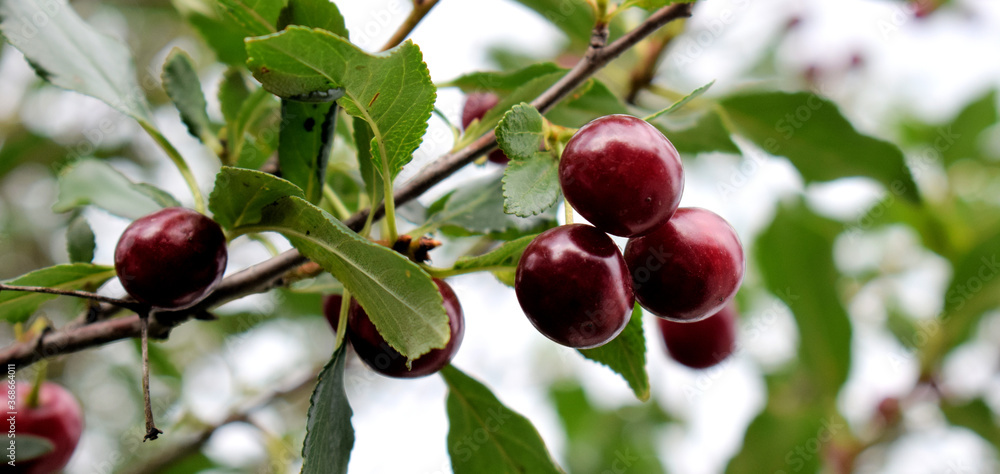 Bunches of ripe cherries on a branch. Environmentally friendly product.