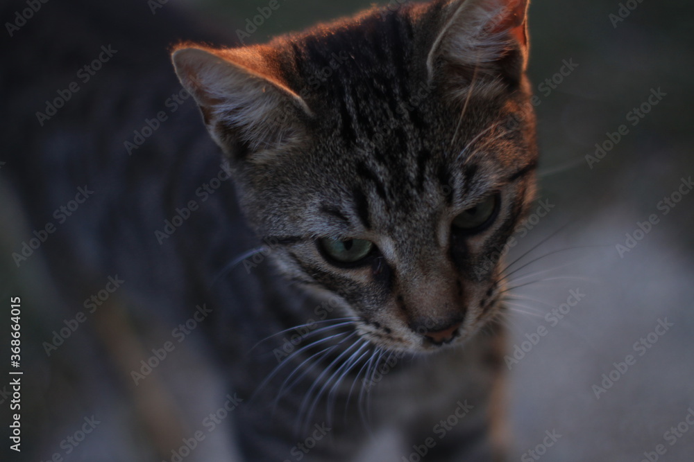 Cat portrait close up Cat portrait close up