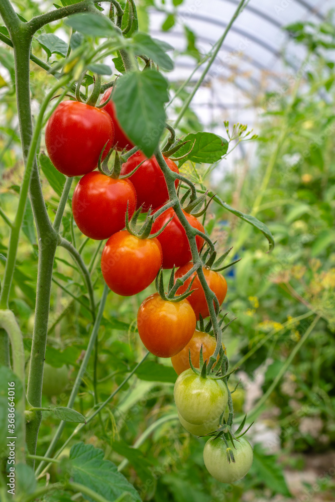 Fresh ripe cherry tomatoes with green leaves growing on a branch in a garden