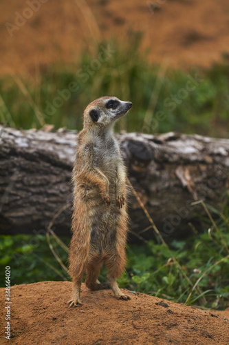 The meerkat stands on its hind legs
