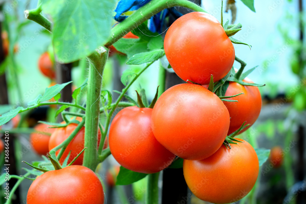 Red ripe tomatoes. Environmentally friendly product.