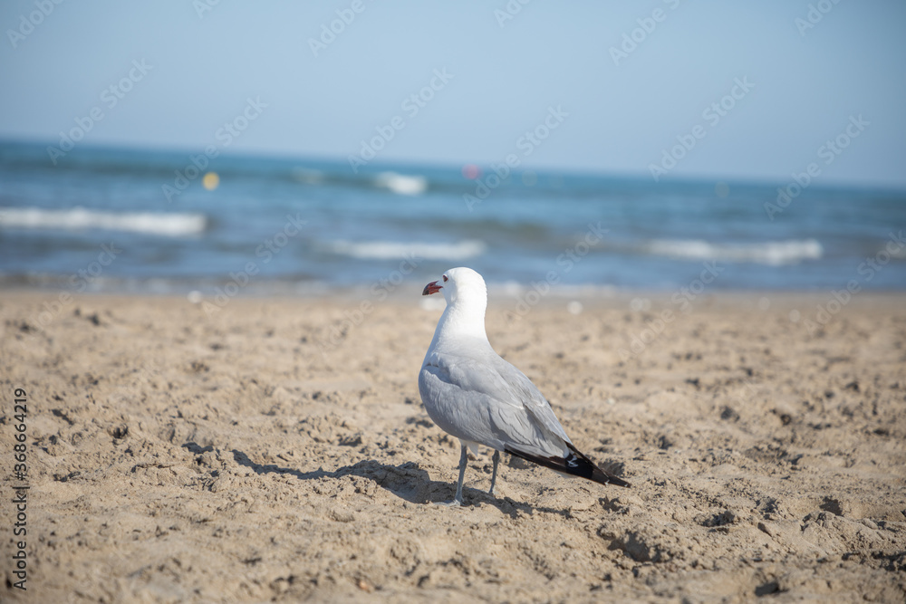 seagull admires the sea waves seagull admires the sea waves