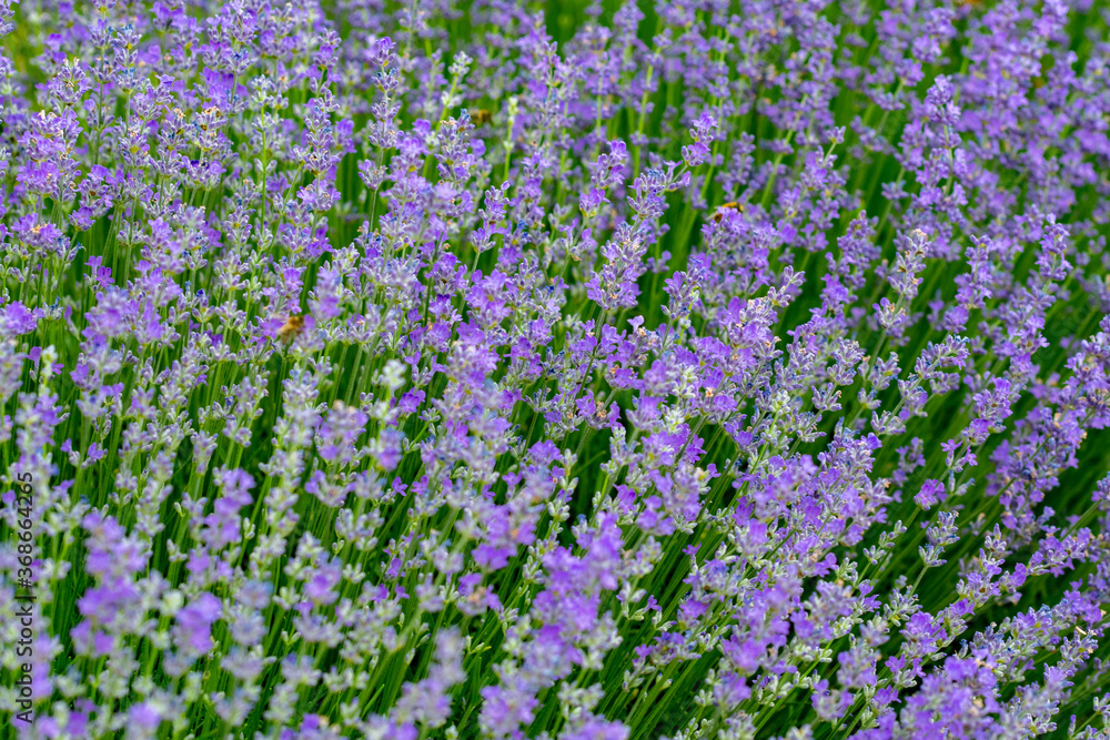 Beautiful fragrant lavender flowers on the green plain behind the farm