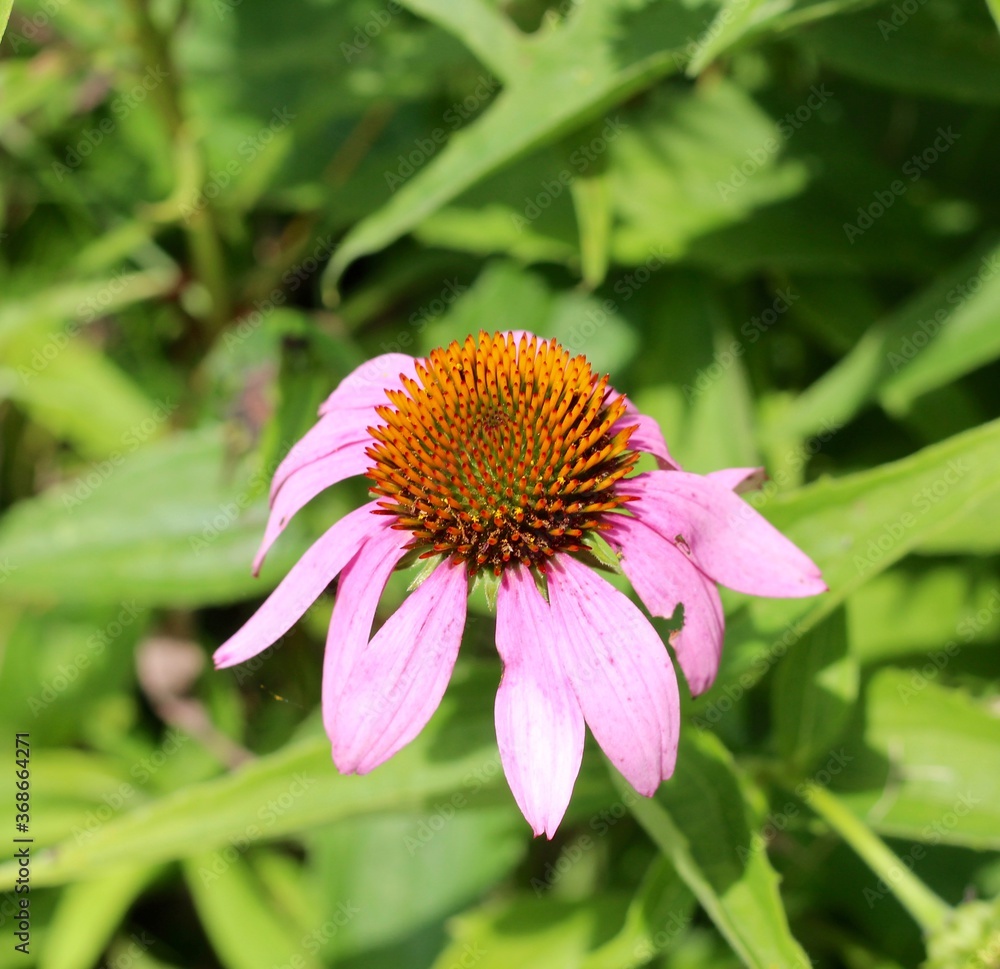 A close view of the pink flower in the garden. A close view of the pink flower in the garden.