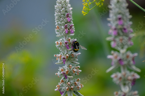 Bumblebee collecting nectar from violet flowers growing on summer meadow. Insect in flight with slightly blurred wings due to movement © VarnakovR