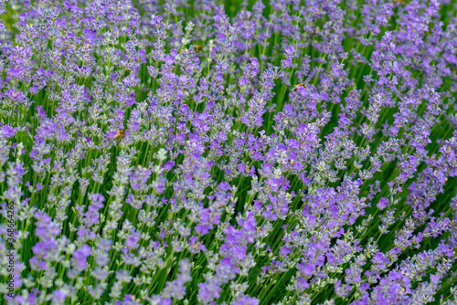 Beautiful fragrant lavender flowers on the green plain behind the farm