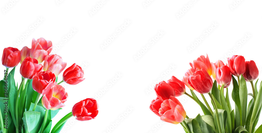 Red tulip on white background. Red tulip on white background.