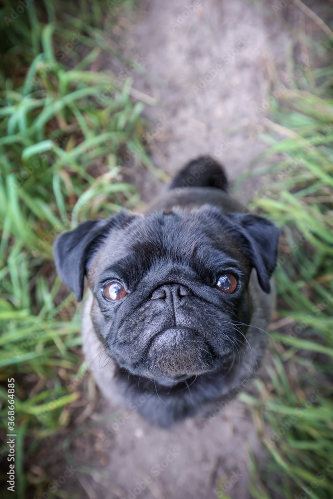 Mops-Blick Mops-Blick