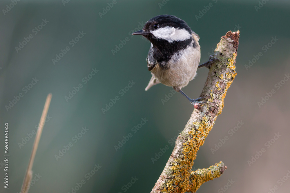 Naklejka premium PAJARO PASERIFORME SOBRE RAMA CON FONDO VERDE