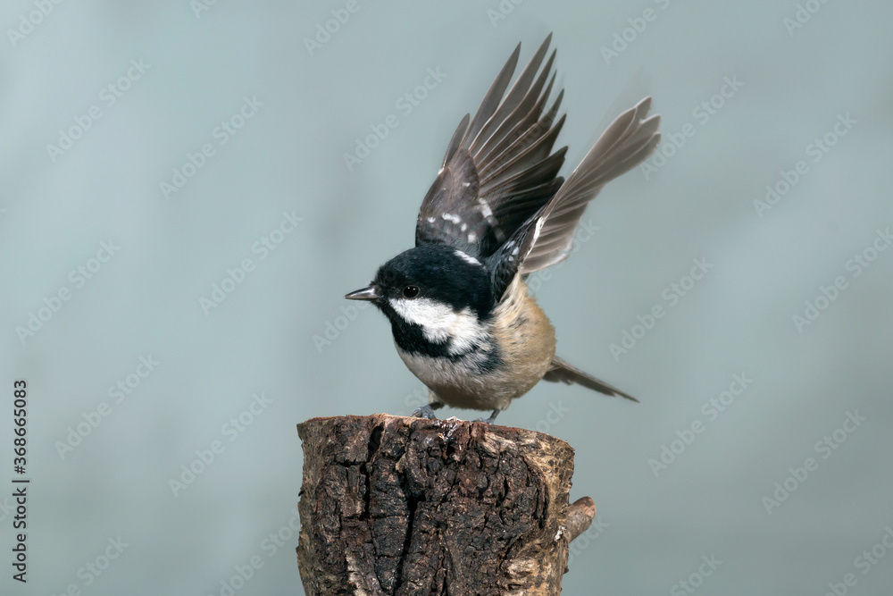 Obraz premium PAJARO SOBRE TRONCO CON FONDO LISO CON ALAS ABIERTAS. PERIPARUS ATER
