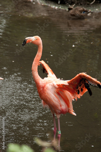 flamingo standing in the pond with sprinkler washing water