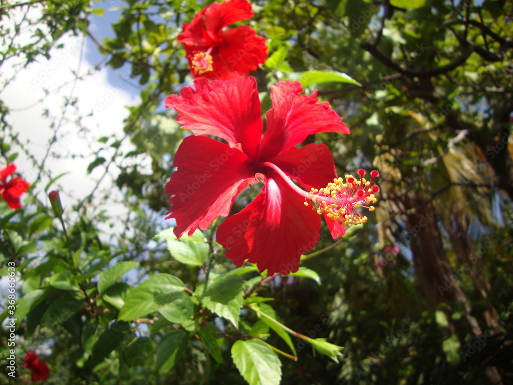 Flor de Hibiscus roja con hojas en el jardín 