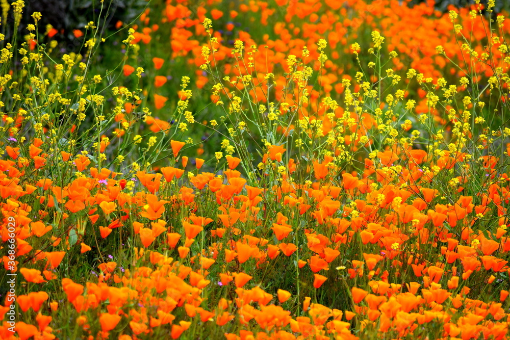 California wildflowers during the 2019 Superbloom
