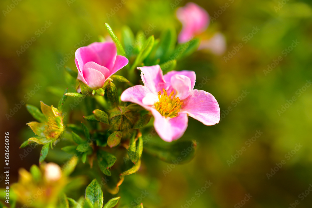 Very beautiful pink flowers of the Potentilla shrub Very beautiful pink flowers of the Potentilla shrub