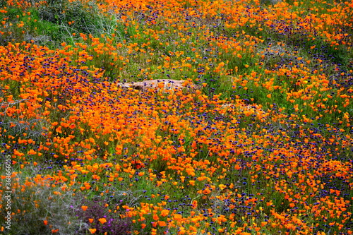 California wildflowers during the 2019 Superbloom