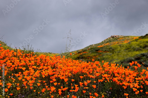 California Poppy Superbloom 2019