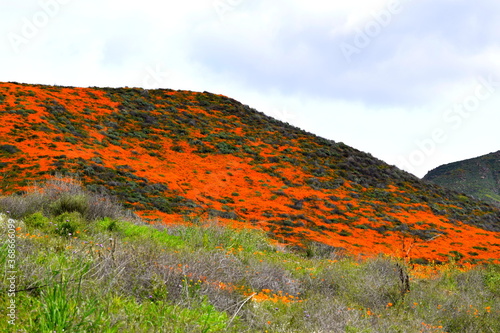 California Poppy Superbloom 2019