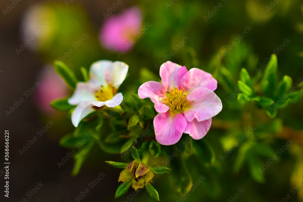 Very beautiful pink flowers of the Potentilla shrub Very beautiful pink flowers of the Potentilla shrub