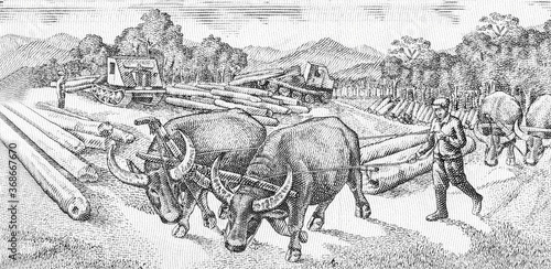Water buffalos hauling logs., Portrait from Cambodia 20 Riels 1979 Banknotes. An Old paper banknote, vintage retro. Famous ancient Banknotes. Collection. photo