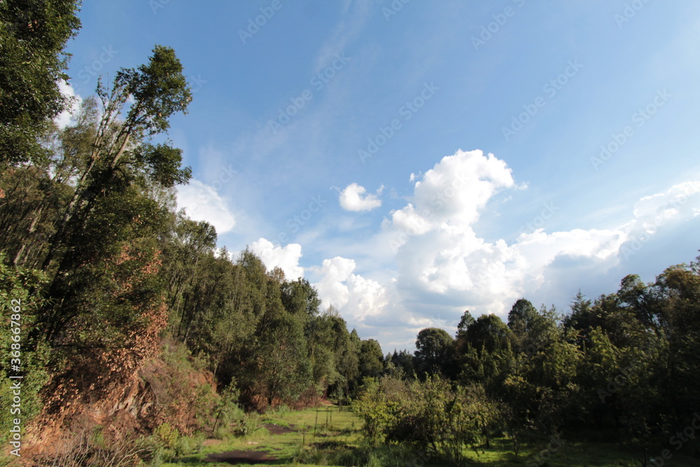 En el bosque (Wood, forest, country, camp, pines, tree)