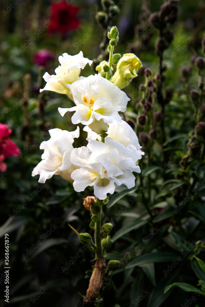 Fototapeta premium Gueule-de-loup 