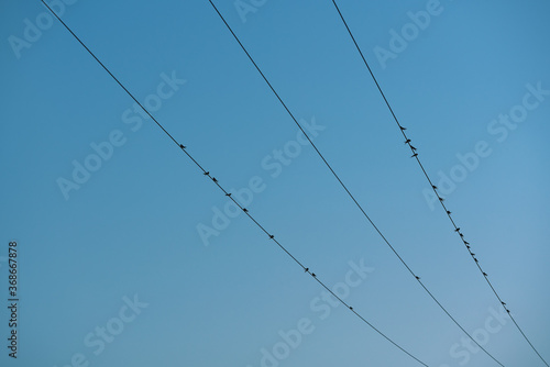 birds resting on electriciy cables