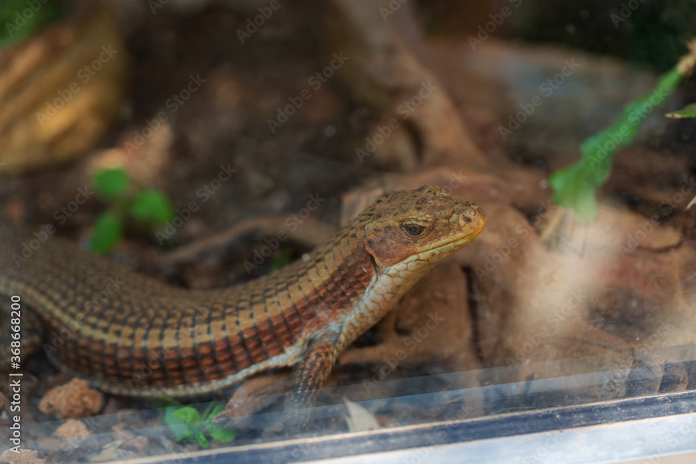 close up of Iguana standing still in a terrarium. shallow focus close up of Iguana standing still in a terrarium. shallow focus
