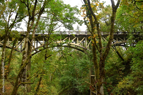 Old bridge in the forest