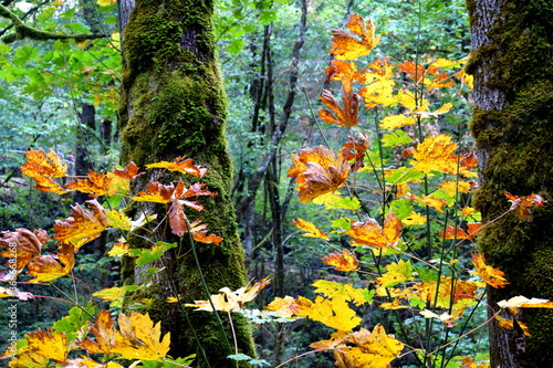 The Fall leaves in the Pacific Northwest