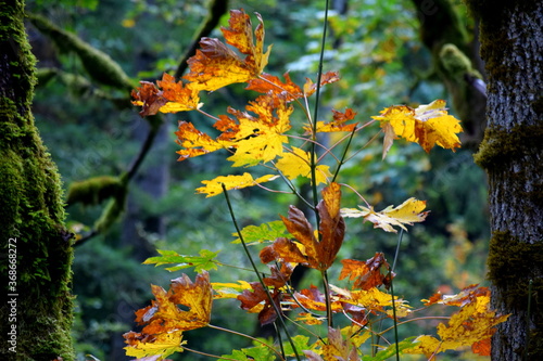Fall in the Pacific Northwest