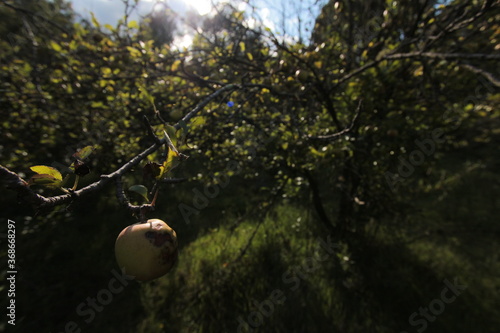 En la Huerta cercana al bosque (vegetable plot, wood, forest, camp, country, apple tree)