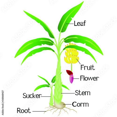 An illustration showing parts of a plant banana.