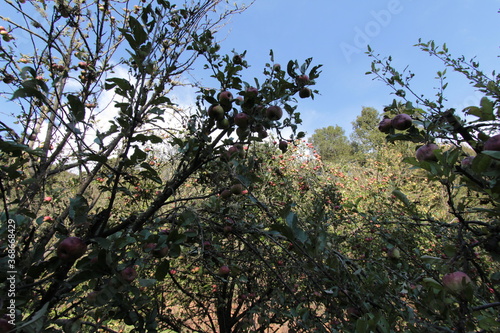 En la Huerta cercana al bosque (vegetable plot, wood, forest, camp, country, apple tree)