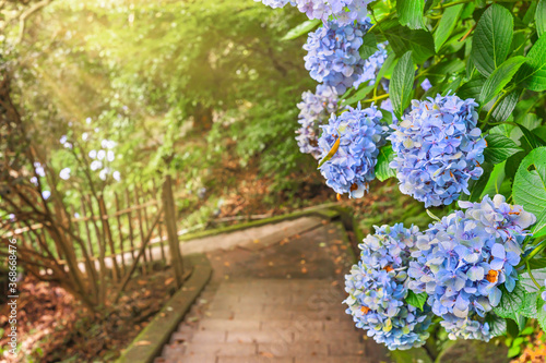Close-up on purple blue hydrangeas flowers along the hiking staircase in steep slope leading through the forest of Mount Nokogiri to the giant buddha of Nihonji temple. photo