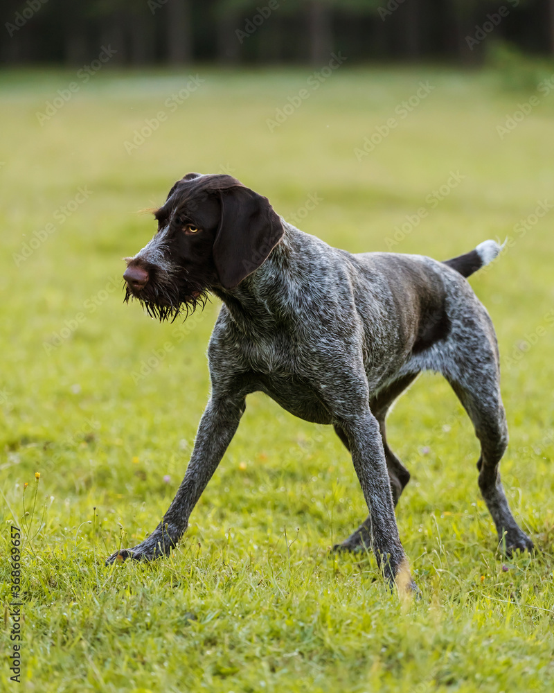 The dog tensed in anticipation of the ball toss. The dog stands on the ready. Hunting dog drathaar.