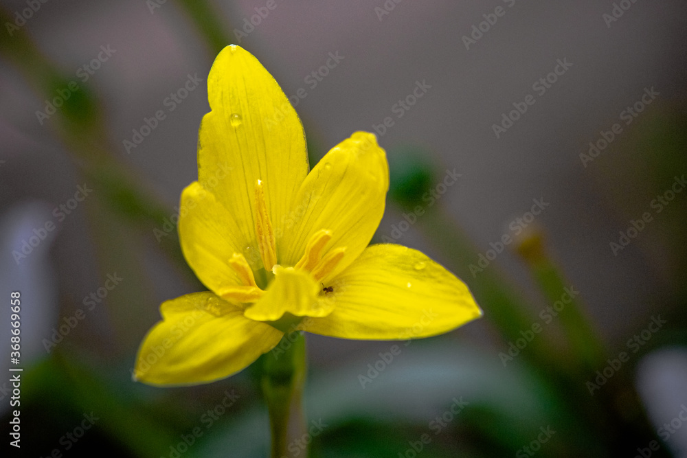 Fototapeta premium flor
