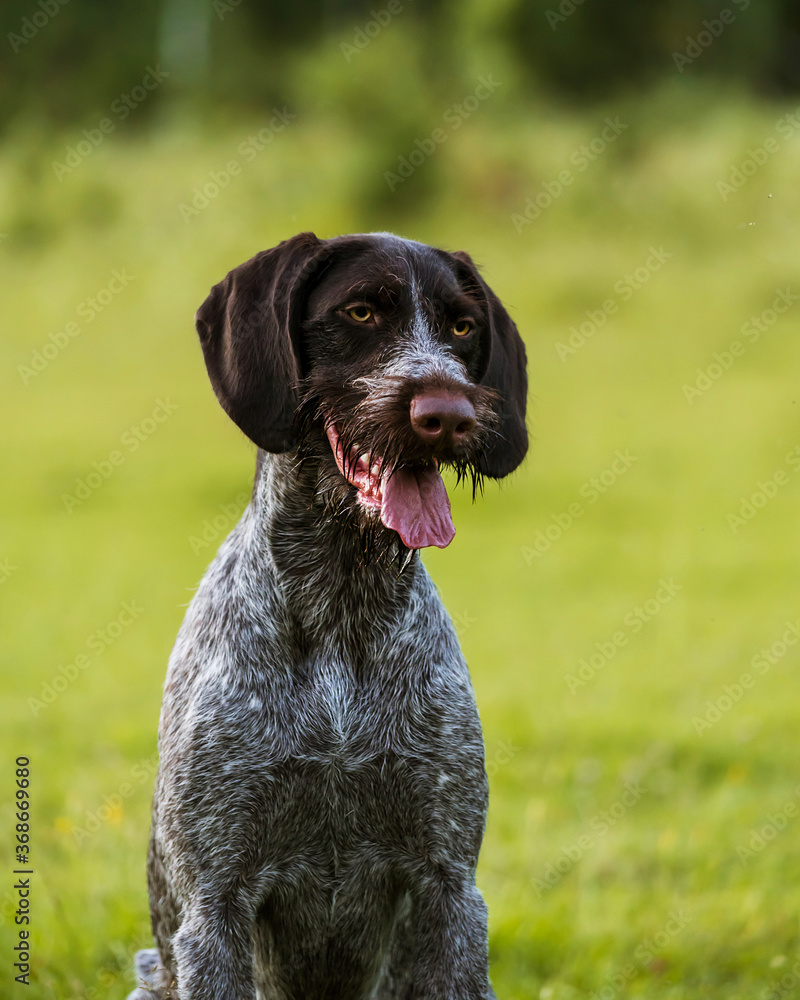 Portrait of a dog. Drathaar. Close-up portrait of a drathaar. portrait of a hunting dog close up.