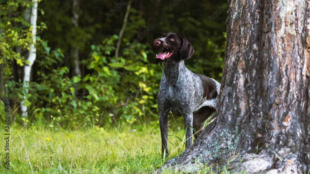 The dog looks out from behind a tree. Hunting dog in the forest. Drathaar dog breed.