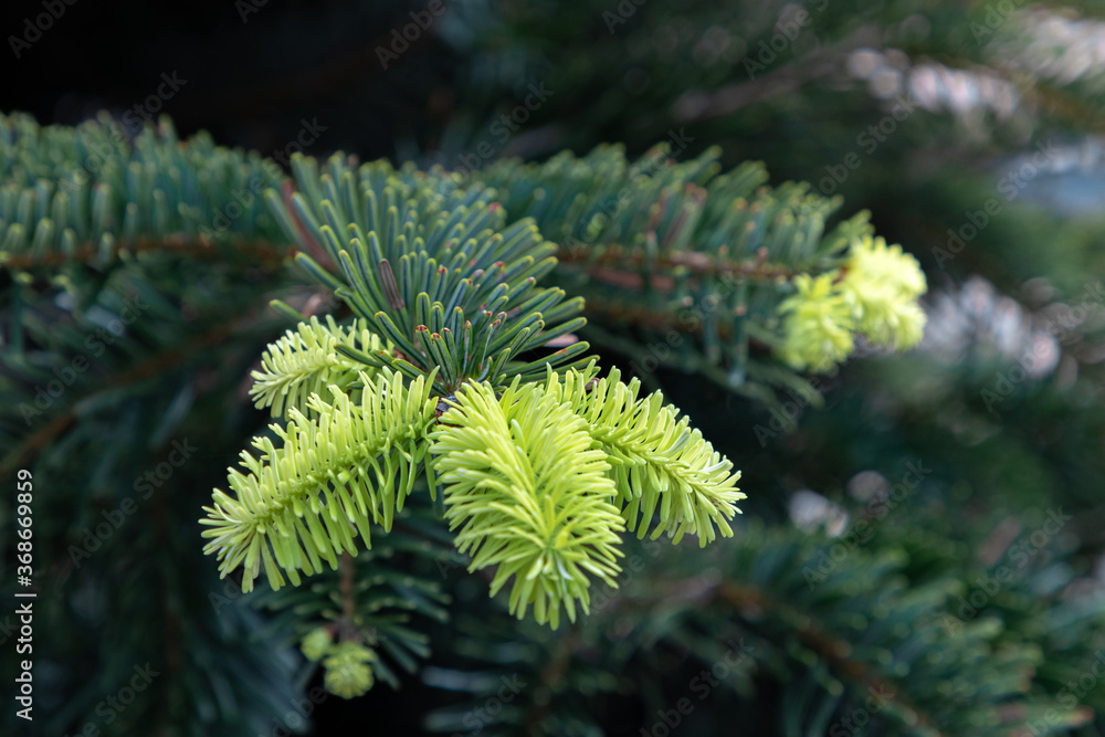 young shoots on the christmas tree young shoots on the christmas tree